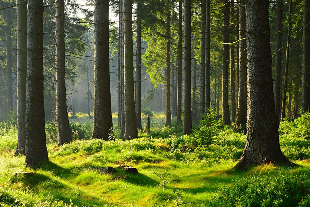 Стих Опушка Валентина Берестова из коллекции детских писателей