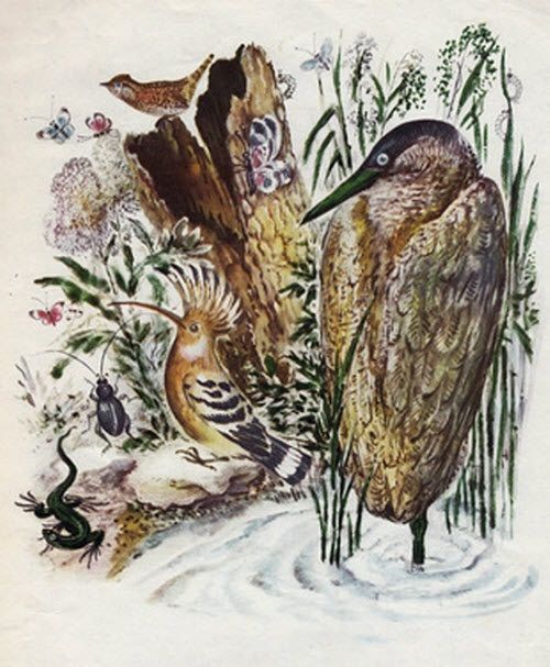 стоит у камыша выпь на одной ноге по колено в воде